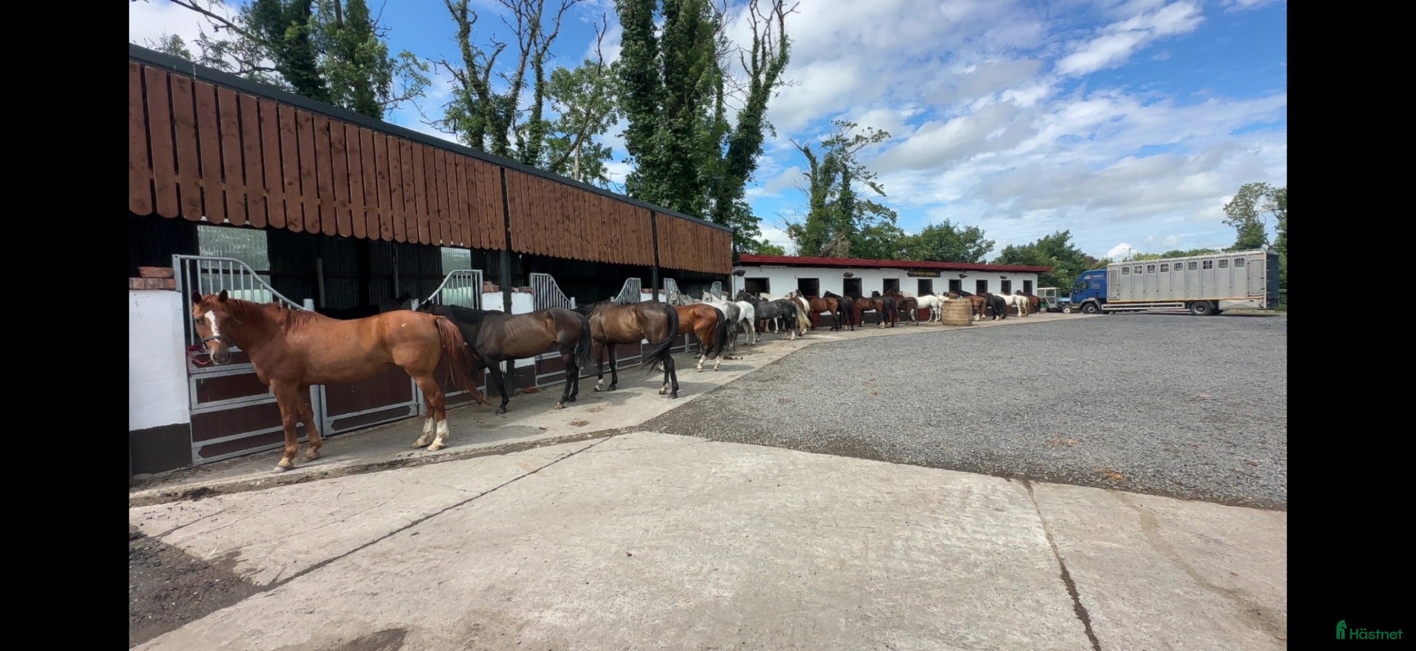  hästar Top Ponies Cobs and Horses for Sale ☘️ - Annons 2