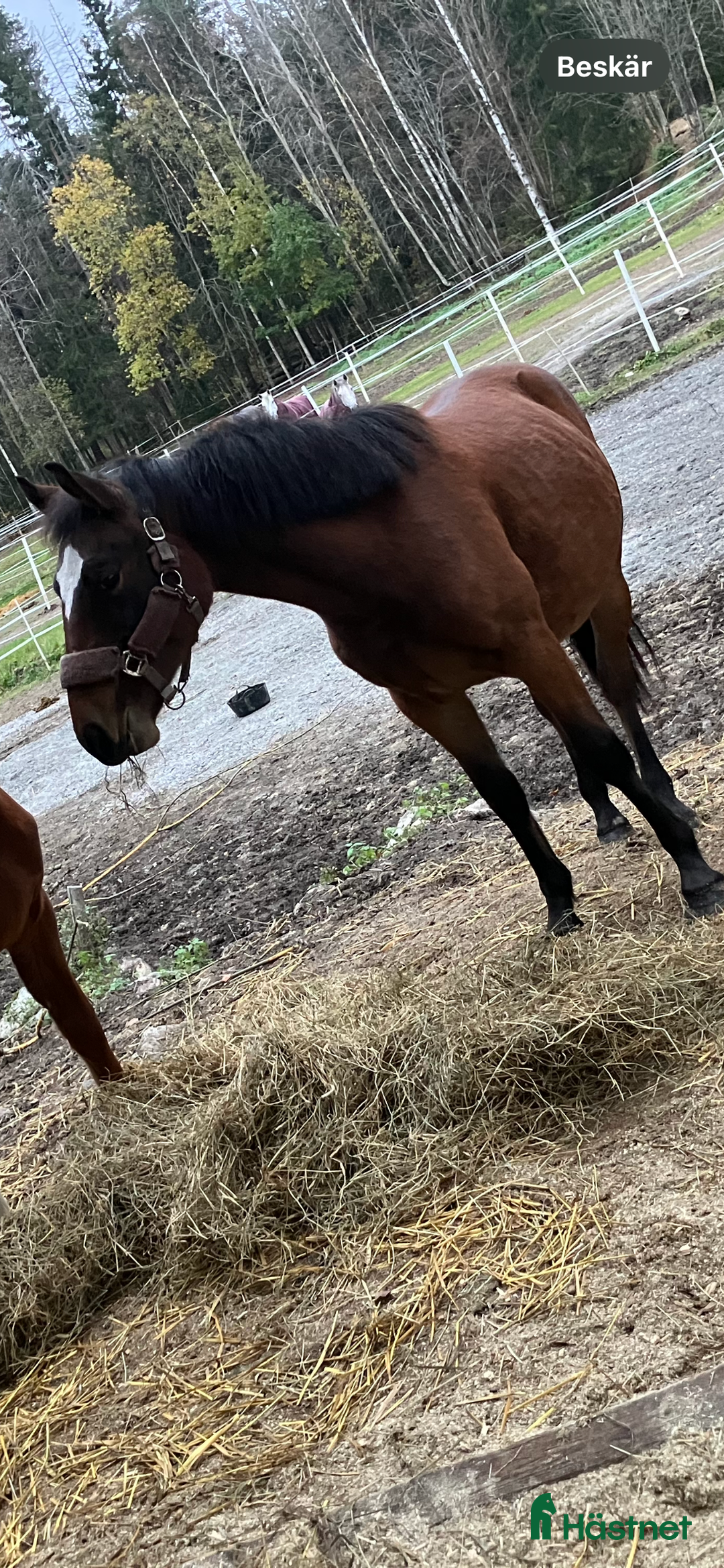 Hoppning hästar till salu: Super fin och trevlig hingst i Gävle - Annons 1