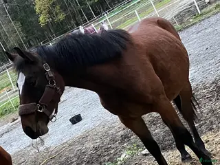 hästar Super fin och trevlig hingst - Annons 8