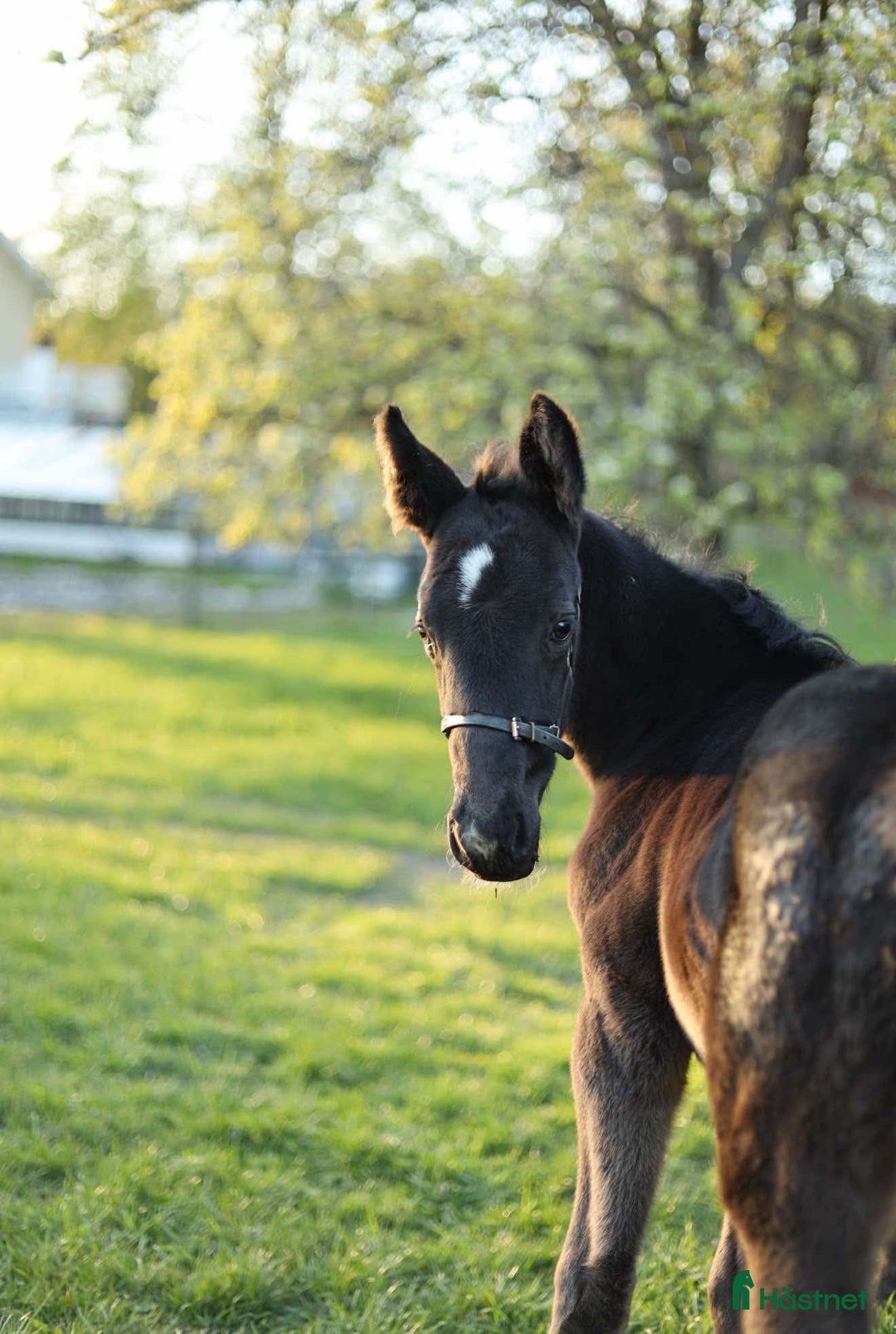 Hoppning hästar till salu: Svårklassämne till satsande ryttare  i Södertälje - Annons 1