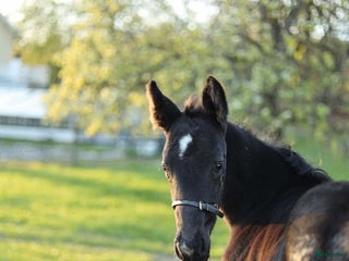 hästar Svårklassämne till satsande ryttare i Södertälje - Annons 9