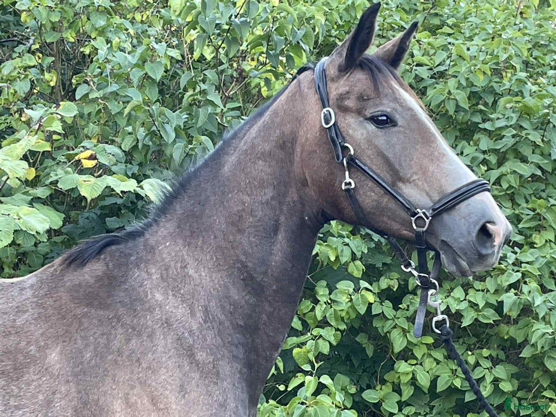 Dressyr hästar till salu: Sivilja Light – lovande dressyrtalang född 2023 i Lysekil - Annons 3