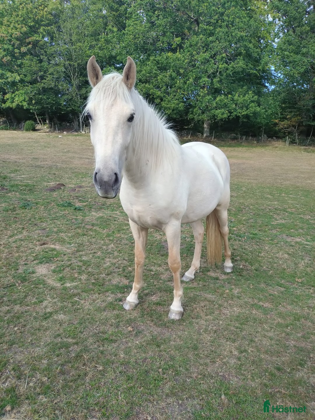 Allround hästar till salu: Islandskorsnings sto  i Sankt OLOF - Annons 1
