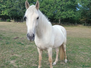 hästar Islandskorsnings sto i Sankt OLOF - Annons 13