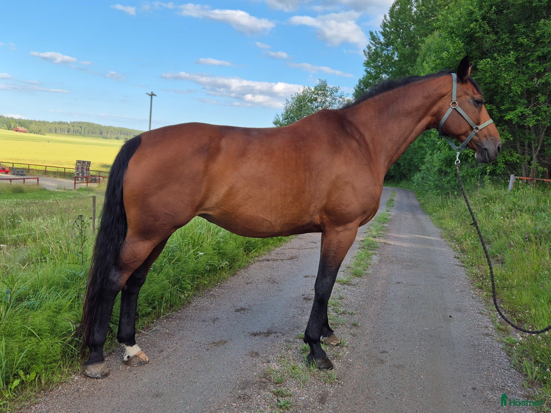 Hoppning hästar till salu: Super trevligt sto hopp/allround  RESERVERAD! i Tystberga - Bild 4
