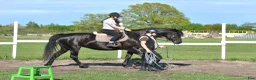 Dressyr hästar till salu: Elegant sto m Trakehnerblod ur Svensk stofamilj F4 i Vaxholm - Annons 3