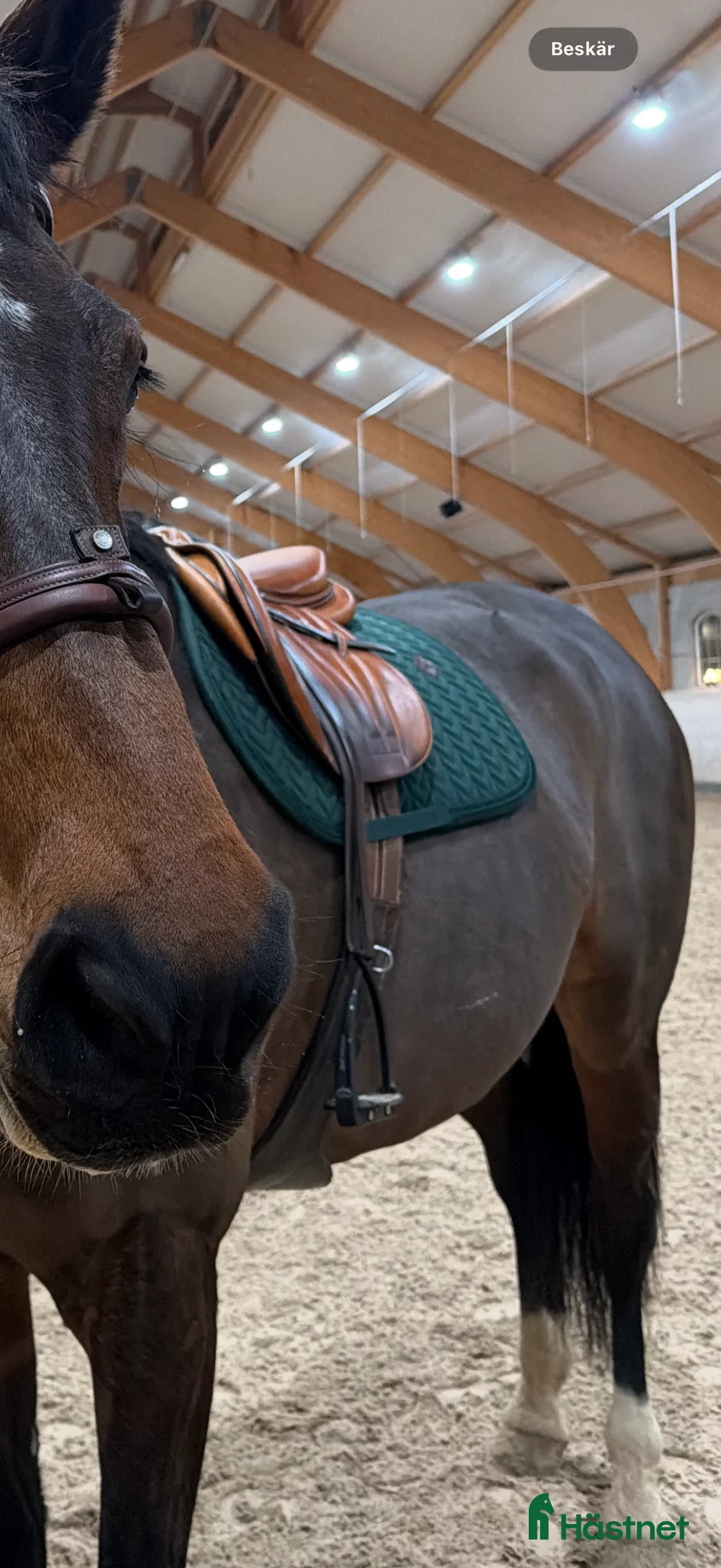 Schabrak & Vojlockar hästutrustning till salu: Kentucky schabrak + huva i Stora Höga - Annons 3