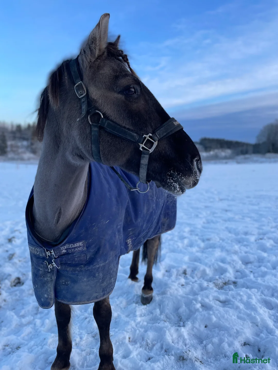 Allround hästar till salu: Snäll läromästare  - Annons 1