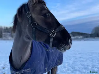 hästar Snäll läromästare - Annons 11