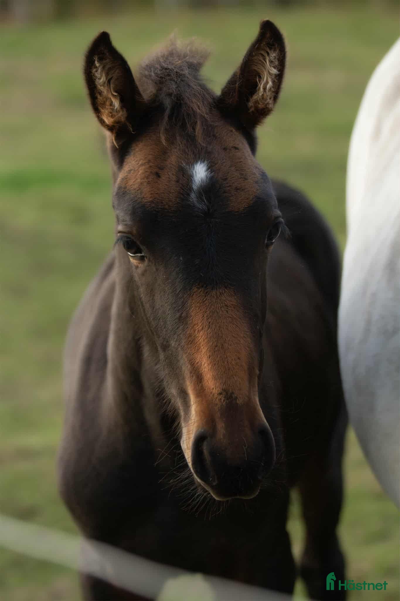  hästar PocahontaZ barockpinto alternativt byte i Ljung - Annons 10