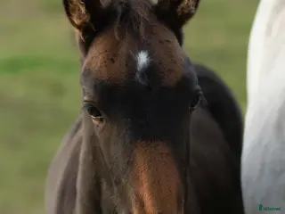 hästar PocahontaZ barockpinto alternativt byte i Ljung - Annons 10
