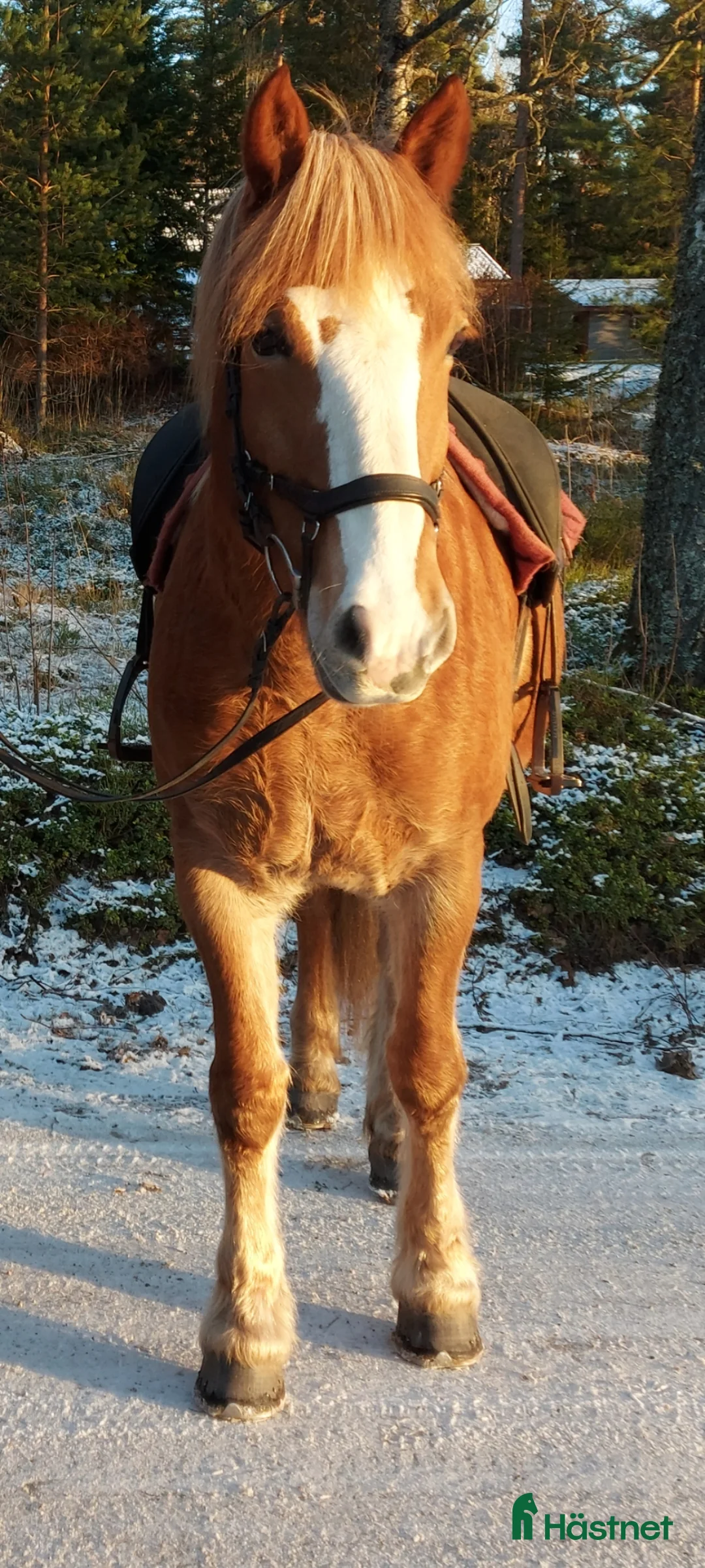 Övrigt hästar till salu: Trevligt kallblodssto säljes - Annons 2