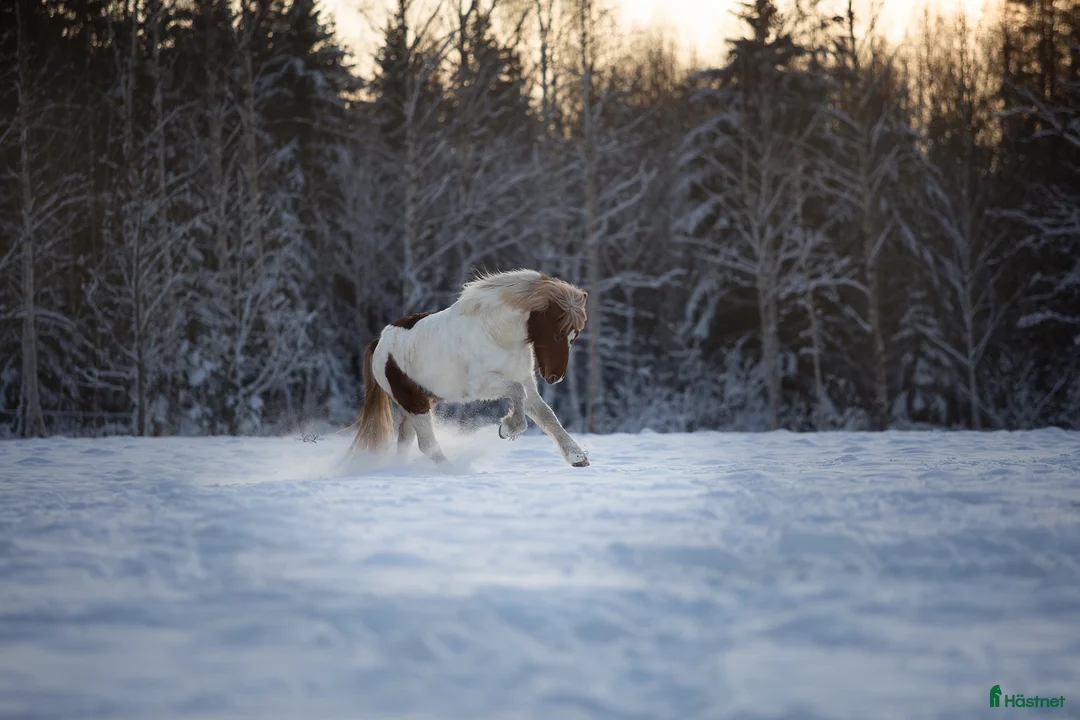 Island hästar till salu: Flott femgångssto dräktig m Havadi frá Haukholtum i Östhammar - Annons 5