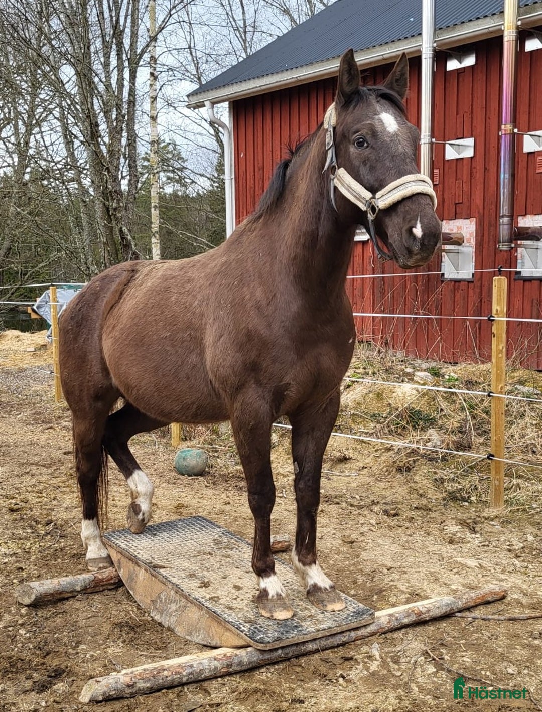 Allround hästar till salu: Max söker ett nytt hem i Munkfors - Annons 2