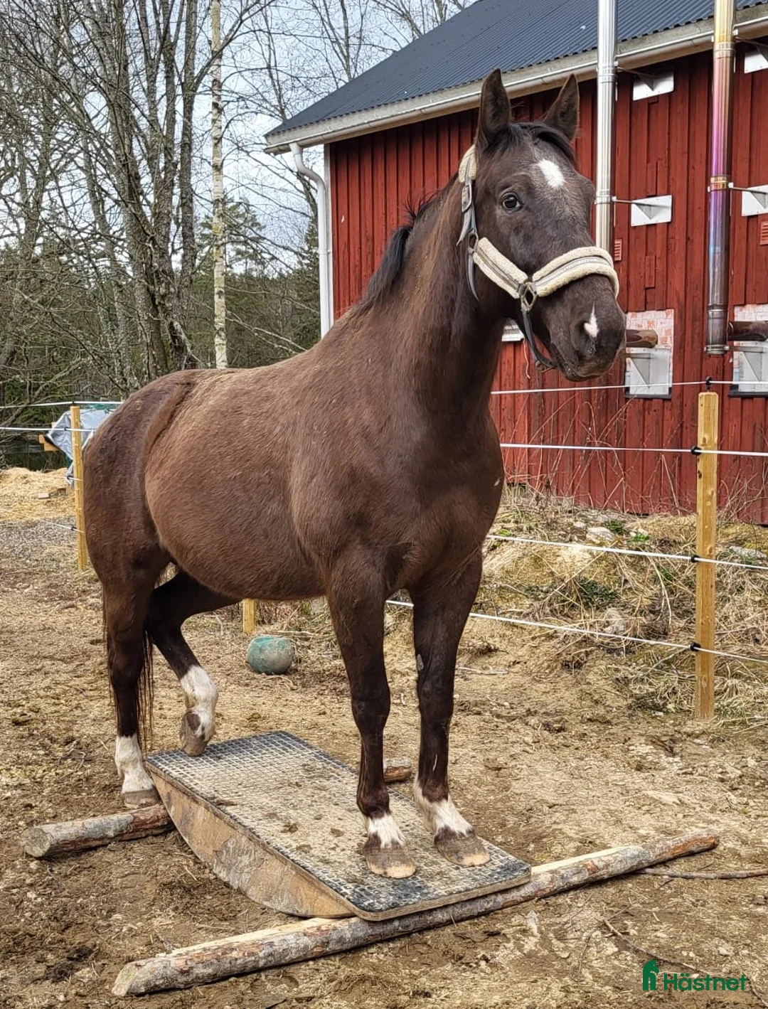 Allround hästar till salu: Max söker ett nytt hem - Annons 2