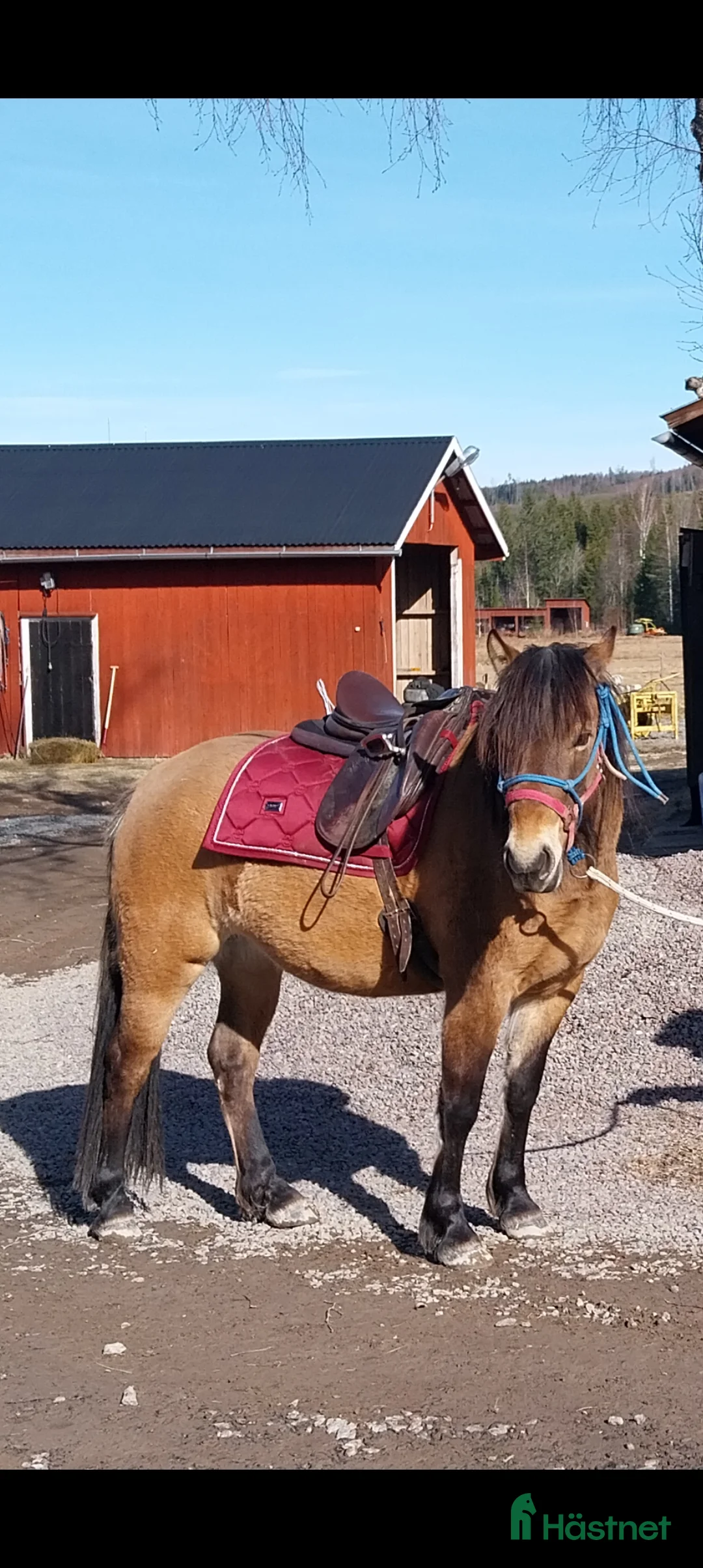 Allround hästar till salu: Fin ponny i Rottneros - Annons 5