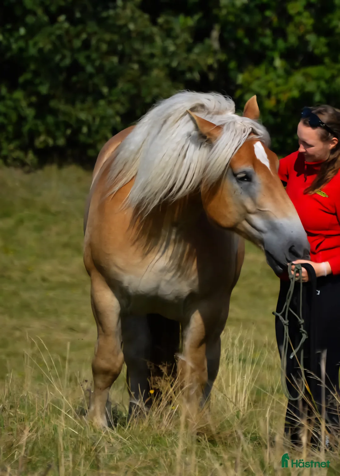 Sällskap hästar sökes: Sökes sällskapshäst/promenadhäst i Borrby - Annons 1