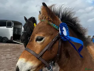 hästar Riktigt trevligt årsföl i Floby - Annons 7