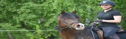 Allround hästar till salu: Trevligt sto med erfarenhet av galopp och hoppning i Vagnhärad - Annons 4