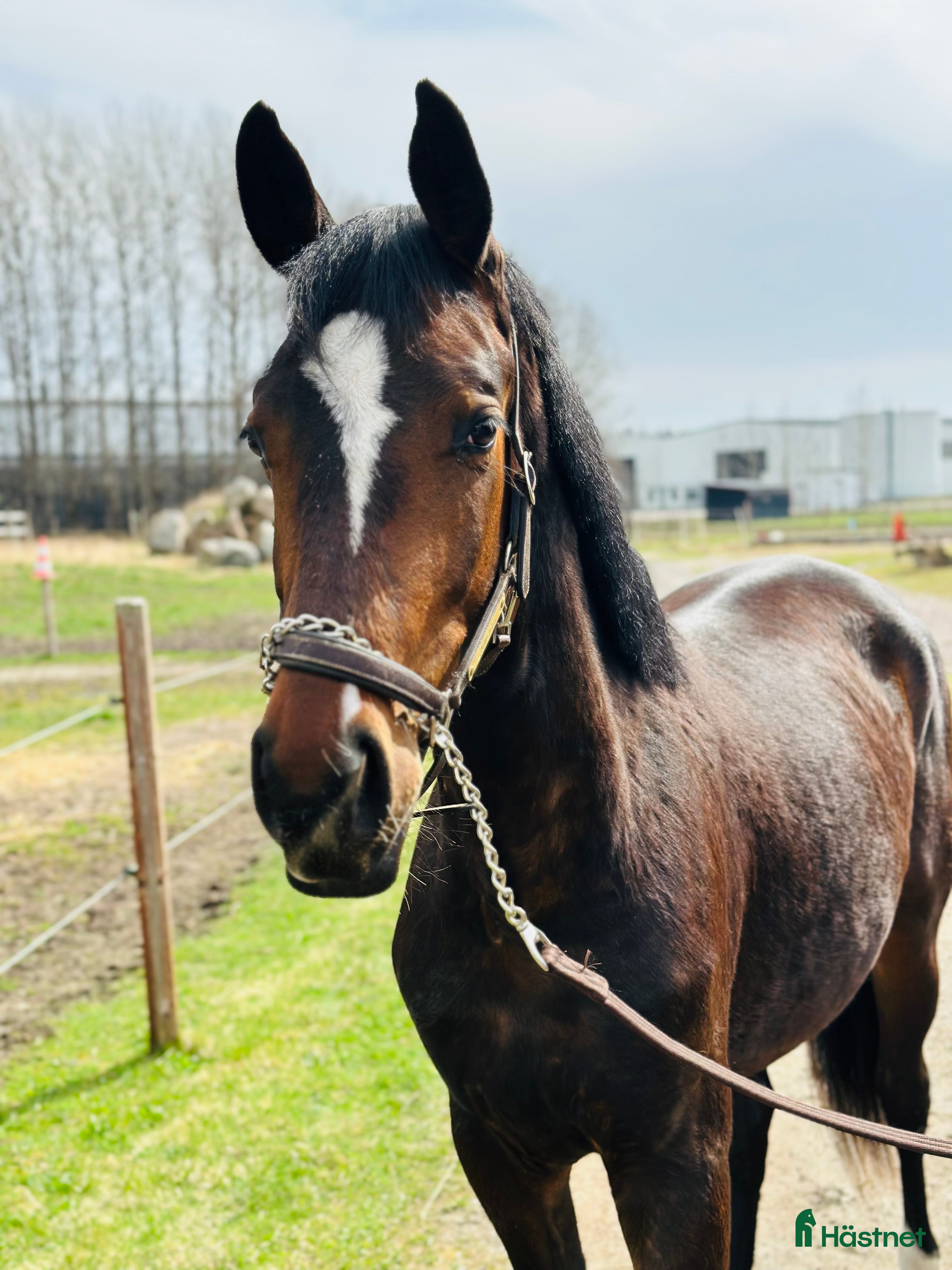  hästar Uttrycksfullt sto, eventuellt bytes - Annons 17