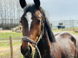 hästar Uttrycksfullt sto, eventuellt bytes - Annons 17