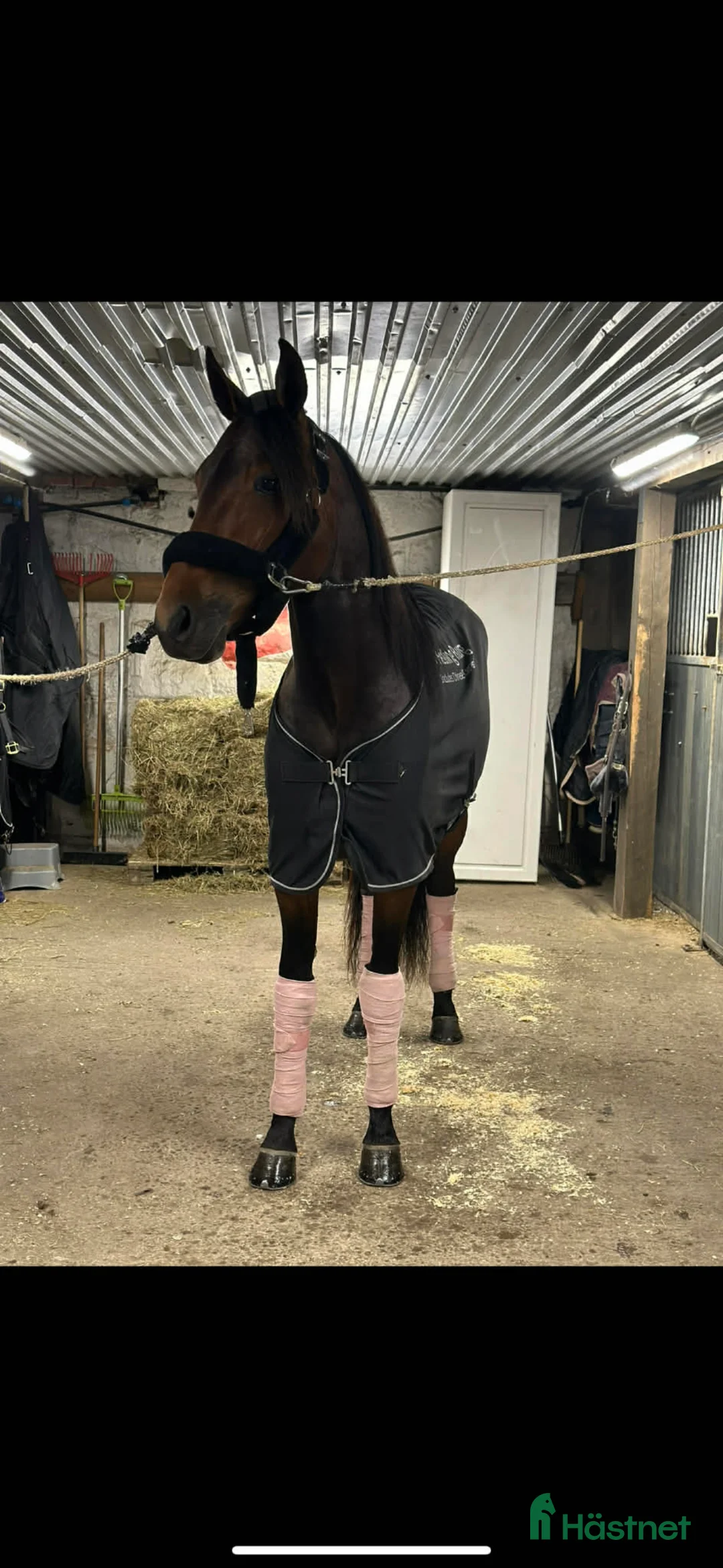 Sällskap hästar till salu: Charmig Gosegris i Avesta - Annons 4