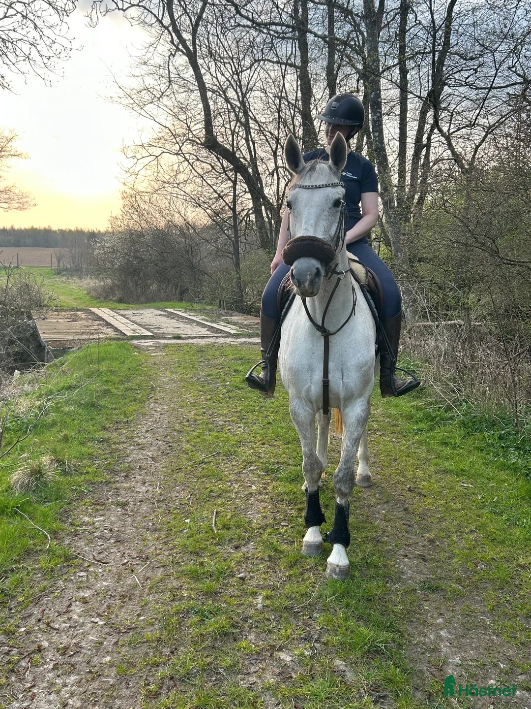 Allround hästar till salu: Perfekt läromästare/ övergångshäst  i Helsingborg - Annons 3