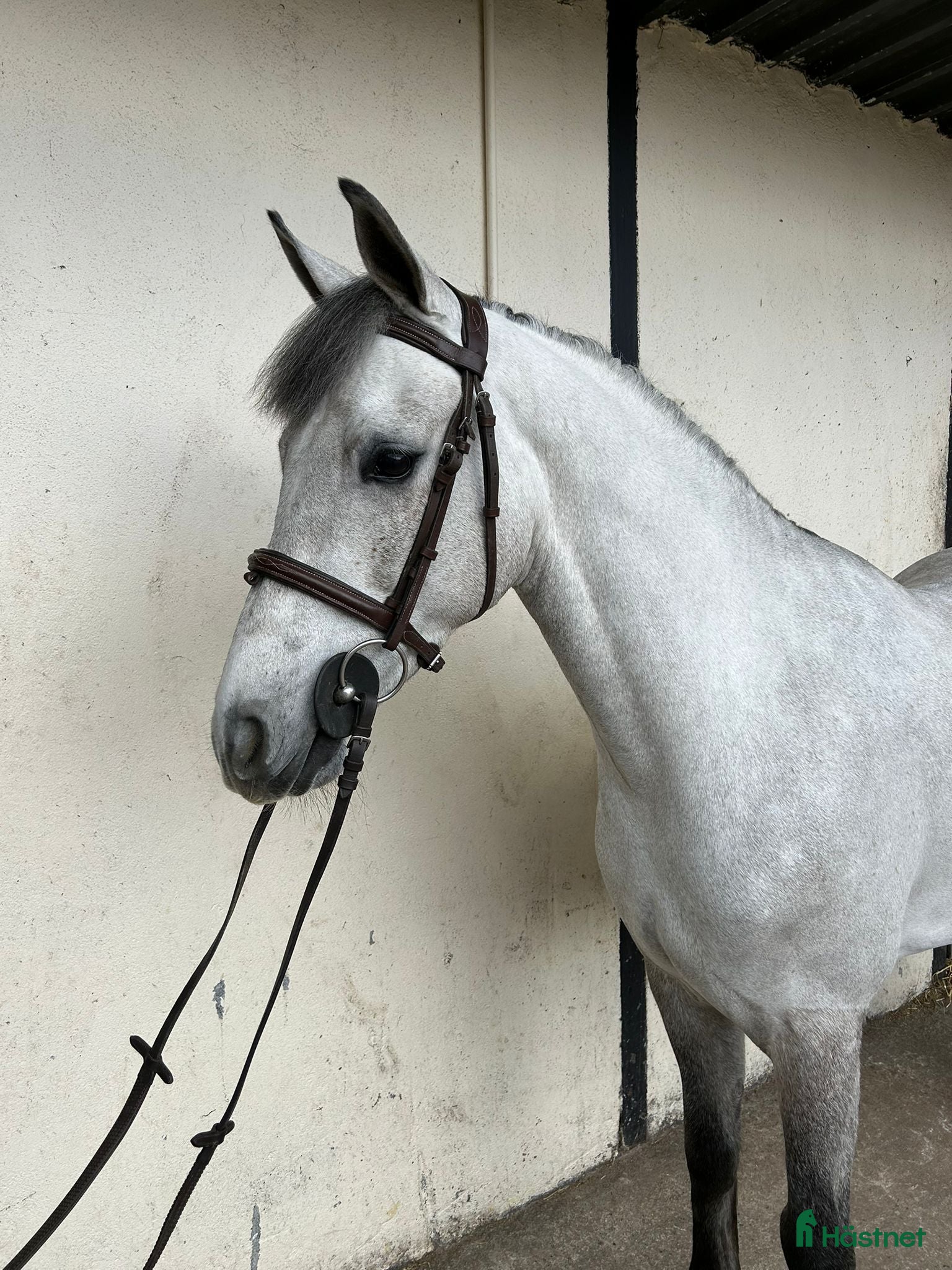 Hoppning hästar till salu: Attyrory Horses - Annons 1