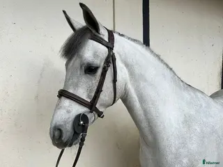 Hoppning hästar till salu: Attyrory Horses - Annons 1