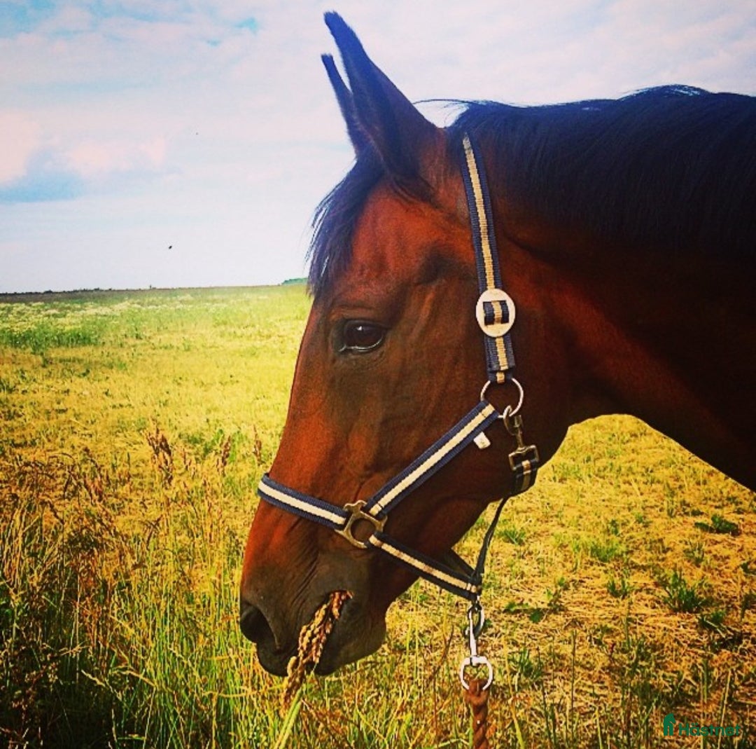 Allround hästar till salu: Lyxig hobbyhäst/Avelsto med toppstam i Lerdala - Annons 2