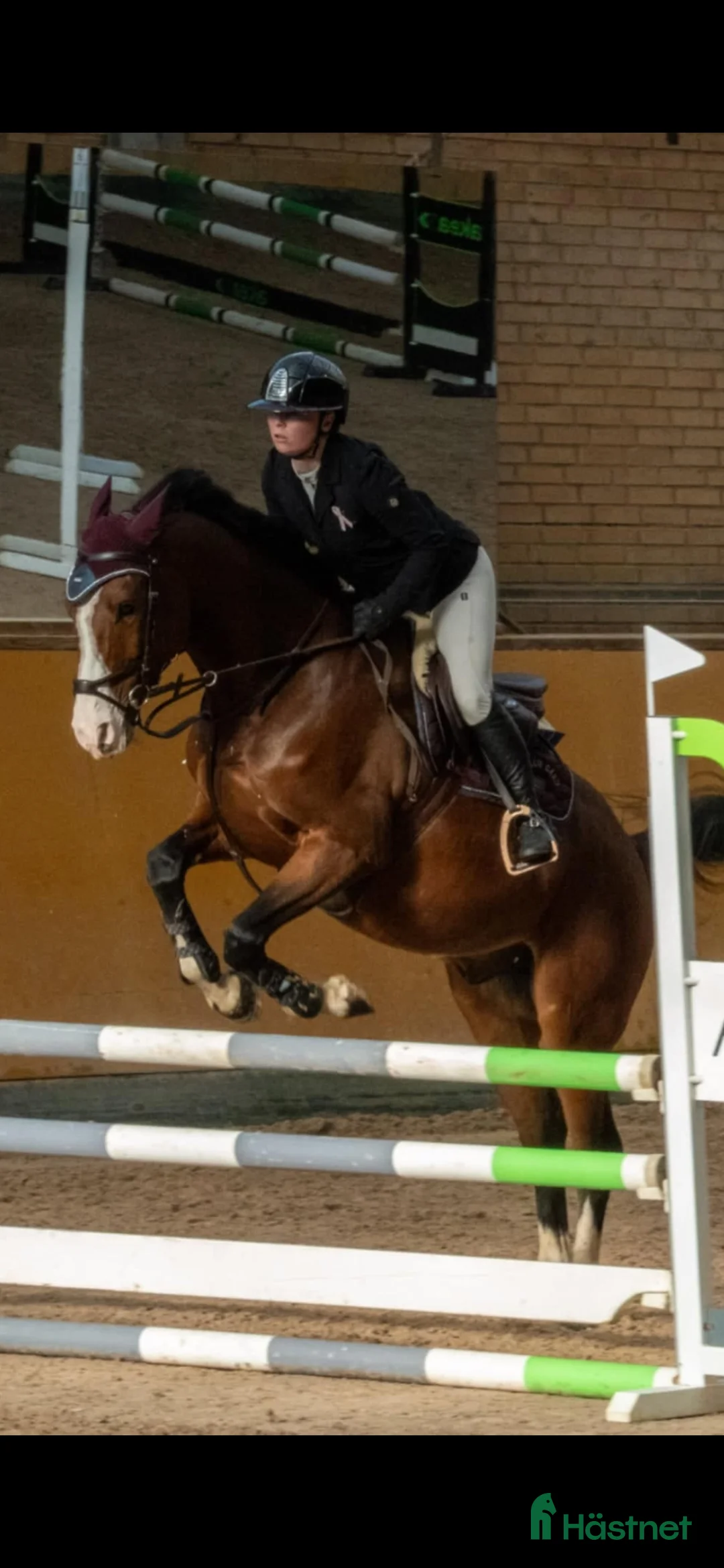 Hoppning hästar till salu: Fin hopphäst i Höllviken - Annons 4