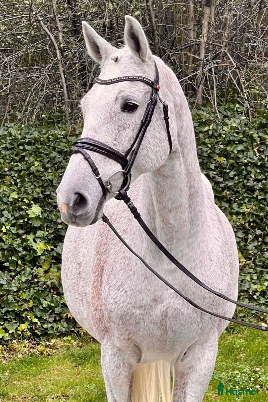 Avelshästar hästar till salu: Prestationssto för avel och promenadridning i Glumslöv - Annons 1