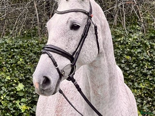 hästar Prestationssto för avel och promenadridning i Glumslöv - Annons 11