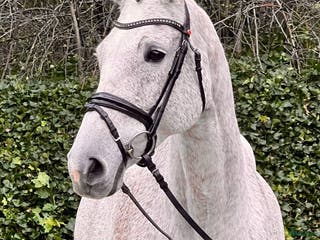 hästar Prestationssto för avel och promenadridning i Glumslöv - Annons 23