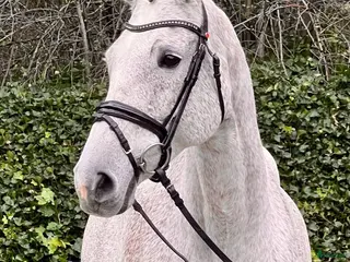 hästar Prestationssto för avel och promenadridning i Glumslöv - Annons 19