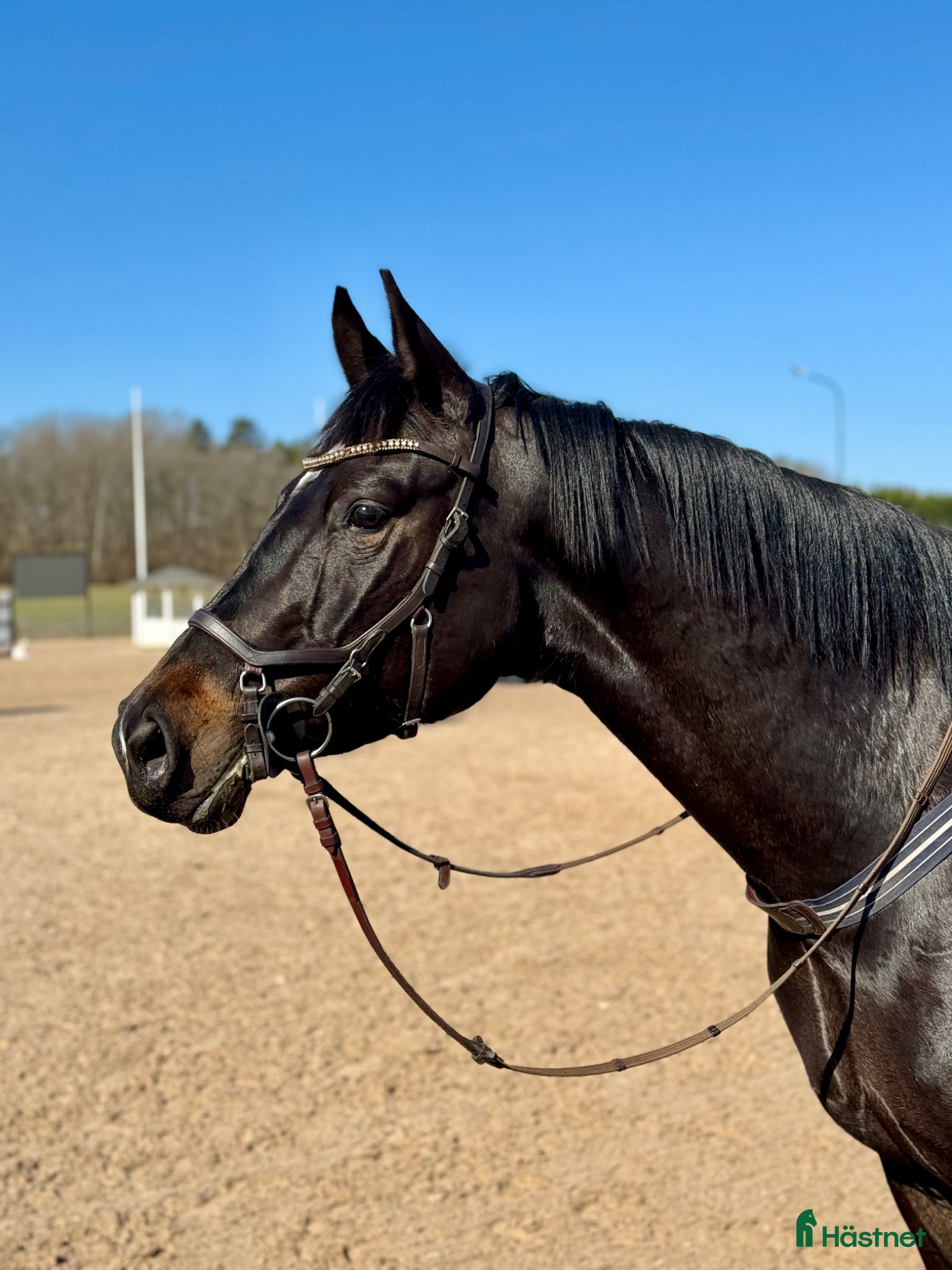 hästar SWB 4åring - Annons 20