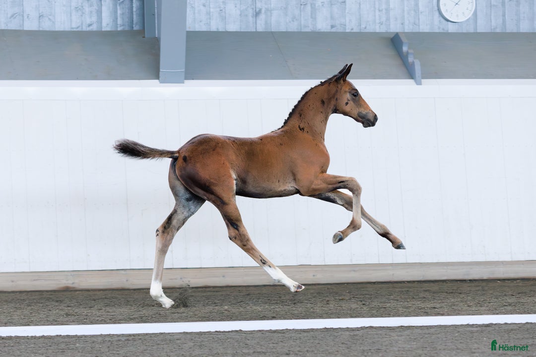 Dressyr hästar till salu: ⭐️ Hingstföl med karisma ⭐️ i Karlstad - Annons 1