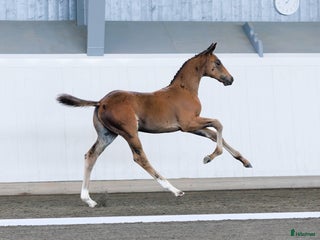 Dressyr hästar till salu: ⭐️ Hingstföl med karisma ⭐️ i Karlstad - Annons 1