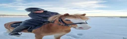 Allround hästar till salu: B-ponny i Falun - Annons 1