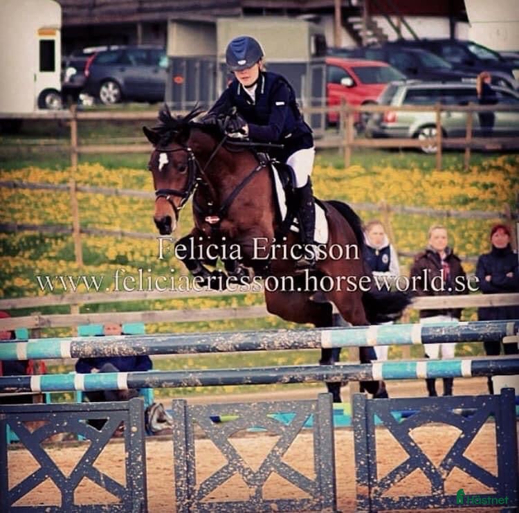  hästar Kolla film! Hingstämne? - Annons 11