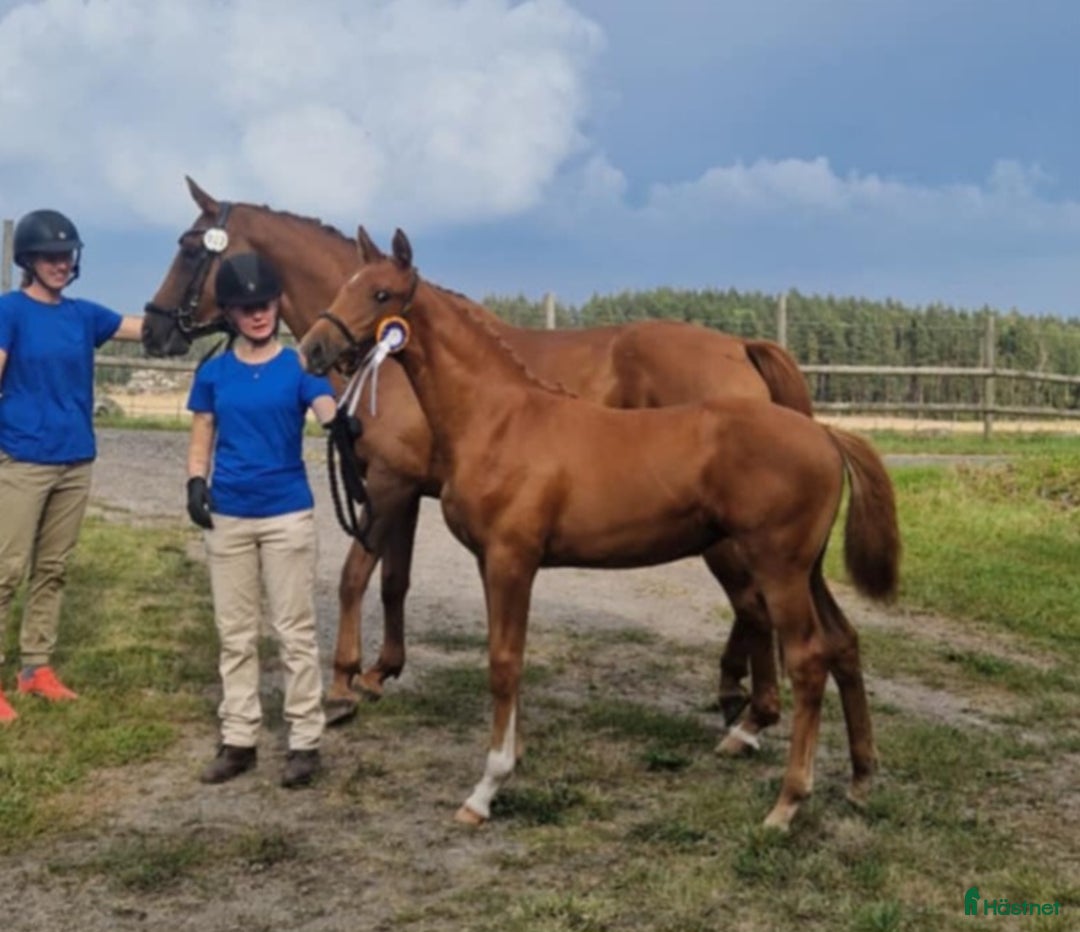 Hoppning hästar till salu: Avelsto eller ridhäst i Jönåker - Annons 3