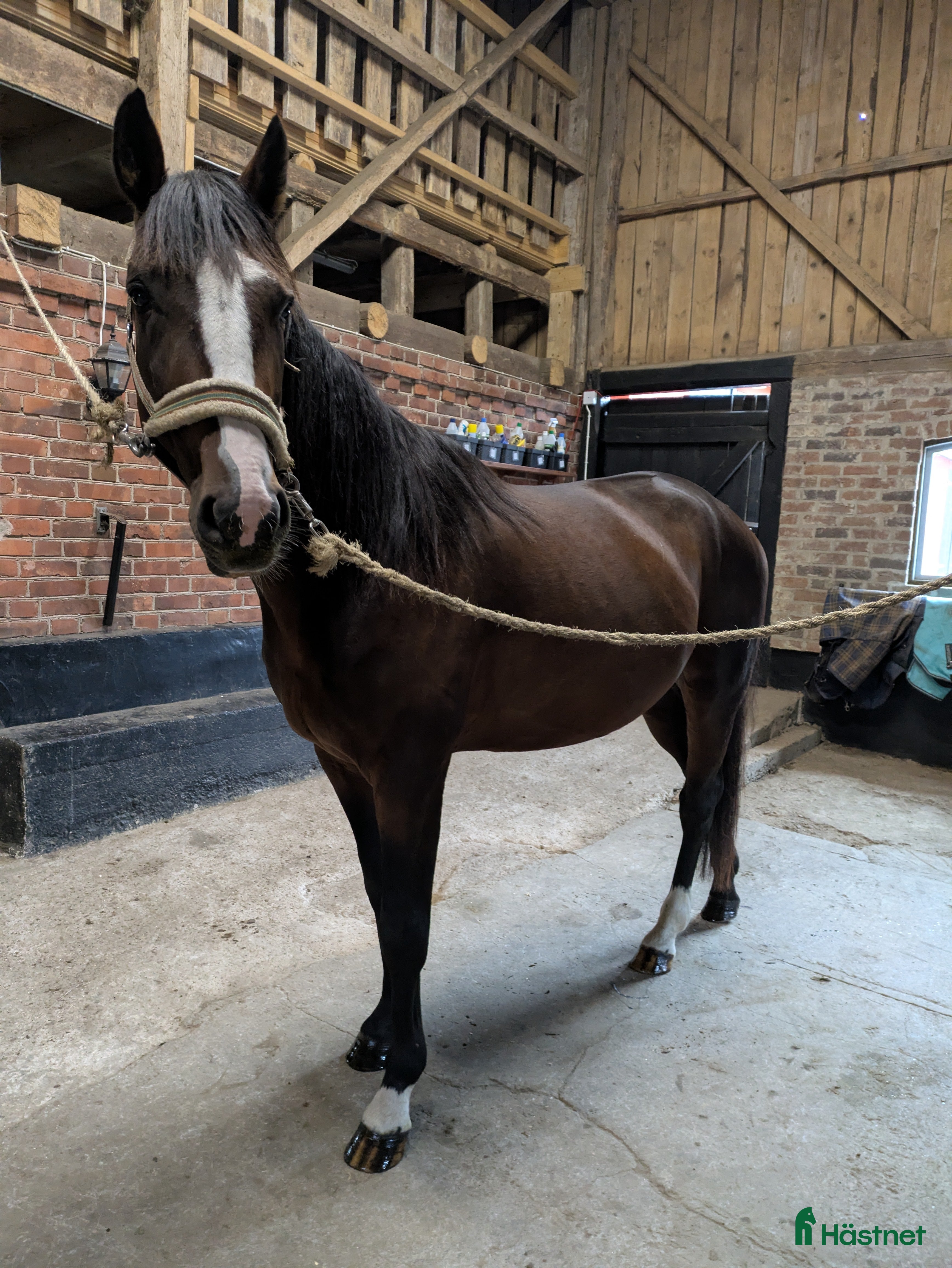  hästar Super snäll Travare Säljes - Annons 7