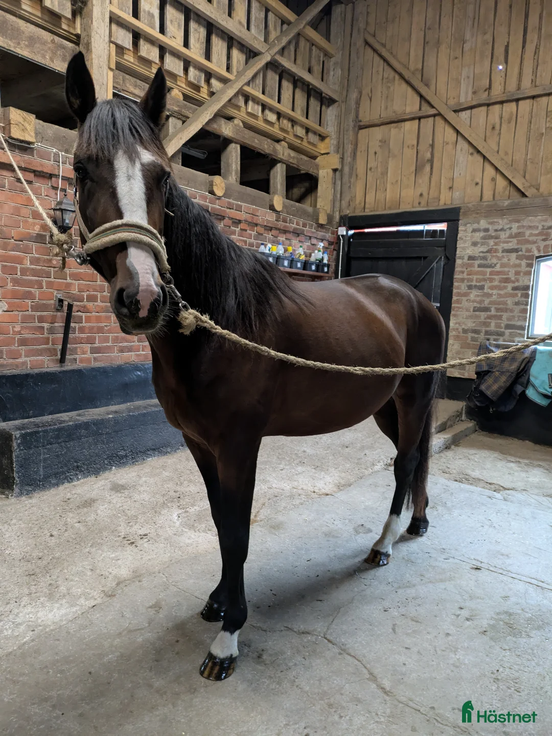 Allround hästar till salu: Super snäll Travare Säljes i Gislaved - Annons 2