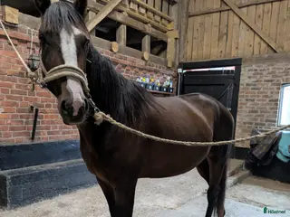 hästar Super snäll Travare Säljes - Annons 12