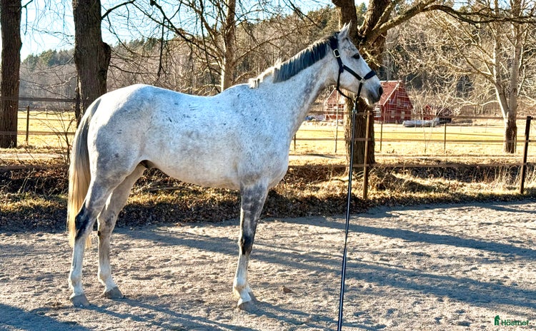  medryttarhäst finnes i Hägersten - Annons 15