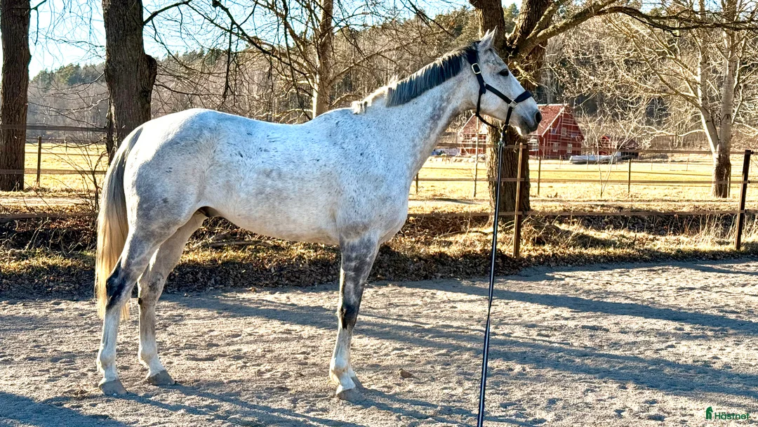  medryttarhäst finnes: Betalande medryttare sökes i Hägersten - Annons 1