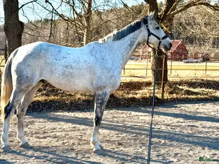 medryttarhäst finnes: Betalande medryttare sökes i Hägersten - Annons 11