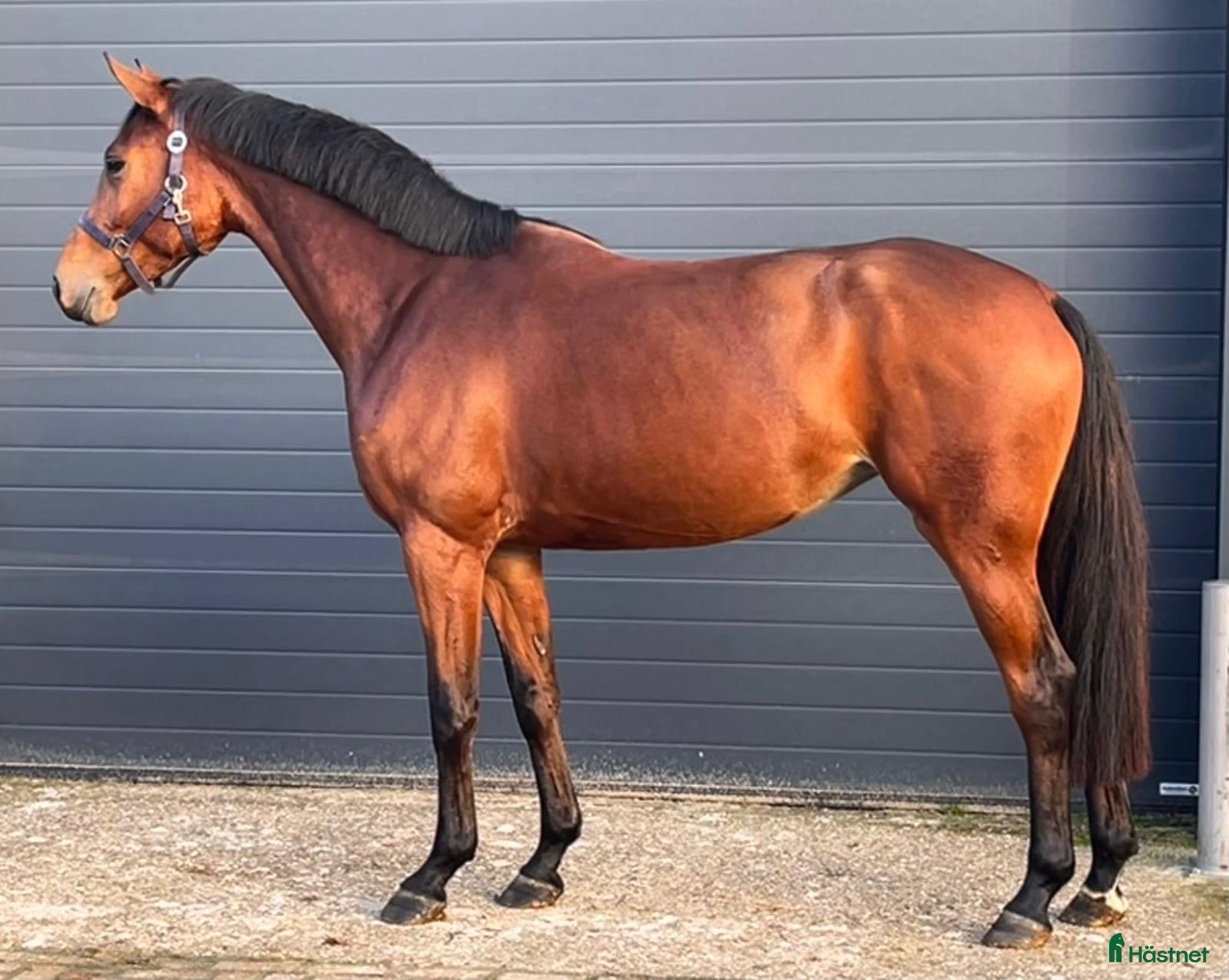  hästar Sto född 2022 e Denzel vant Meulenhof i Limhamn - Annons 12