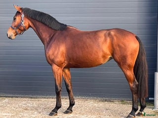 hästar Sto född 2022 e Denzel vant Meulenhof i Limhamn - Annons 2