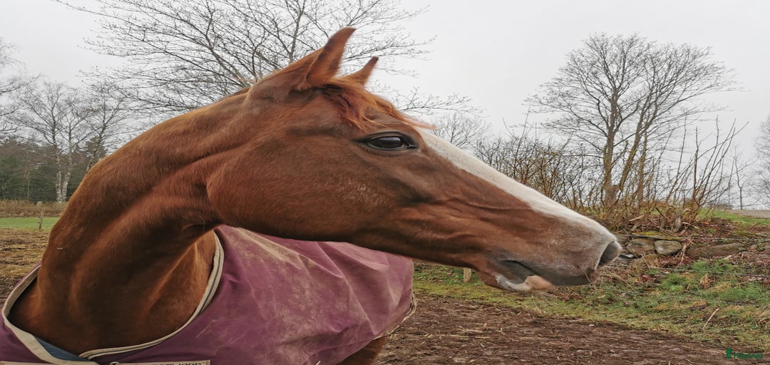 Galleribild {{count}}